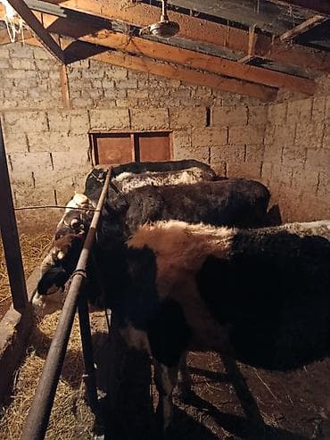 Башка жаныбарлар: Сатам | Бука (эркек) | Бордоп семиртүү үчүн | Байланган — 3