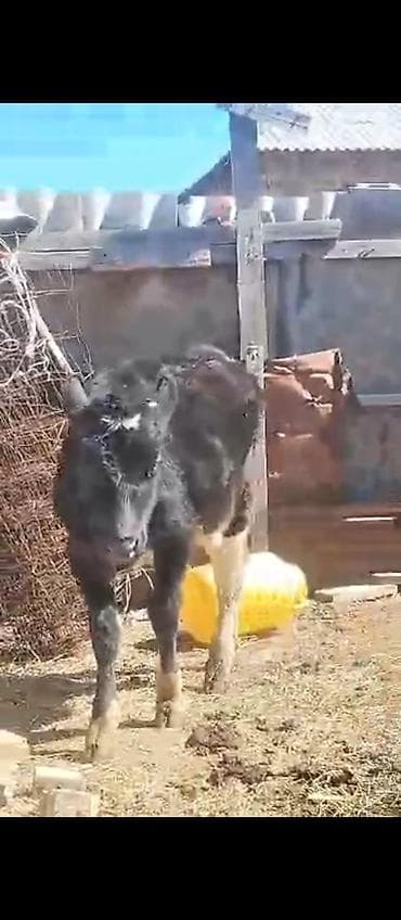 корова стелная: Продаю | Тёлка | На откорм — 3