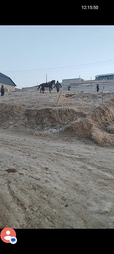 бышты ат: Сатам | Байтал | Ат спорту — 4