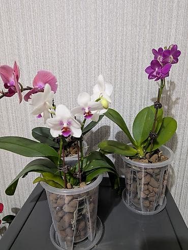 мухоловка цветок: Фаленопсис — 1