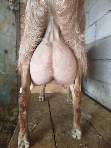 дойылный апарат: Продаю | Коза (самка) | Для молока — 2