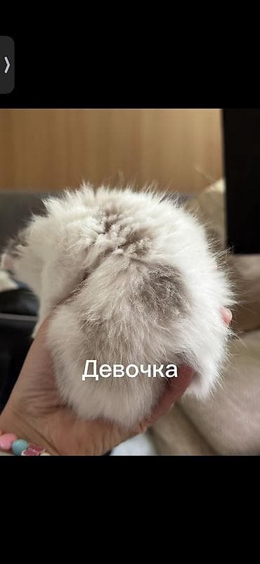 радуга вест кош кол: Кошка даром: Беспородная, 3 месяца, Девочка — 2
