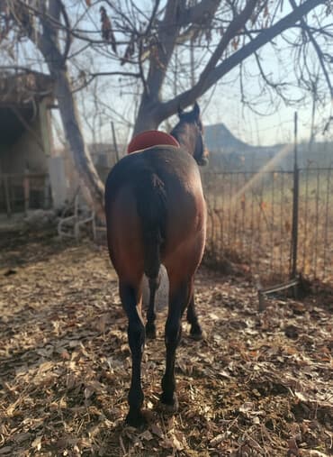 английский дог цена: Продаю | Жеребец | Рабочий | Племенные — 1