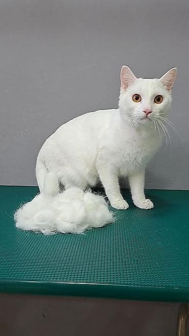где можно подстричь кота: Экспресс линька для кошек. Груминг кошек. Стрижка кошек. Вычес шерсти — 4