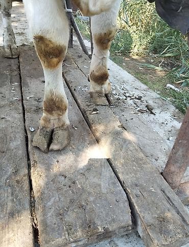 аксессуары для животных: Ат такалайбыз выезд бар, букалардын дагы туяктарын кыскартабыз! стаж — 5