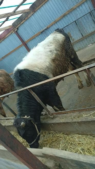 цепи для коров: Продаю | Бык (самец) | На откорм | Привязанные — 4