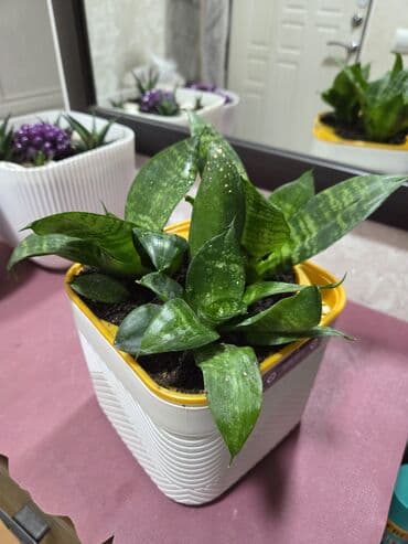 большие комнатные растения: Сансевиерия (Sansevieria trifasciata) в декоративных горшках. - — 2