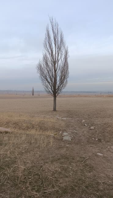 сколько стоит аренда земли сельхозназначения: 60 соток, Для сельского хозяйства, Договор купли-продажи — 1