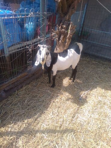 домашние птицы: Продаю | Козёл (самец) | Битал, Зааненская | Для разведения — 4