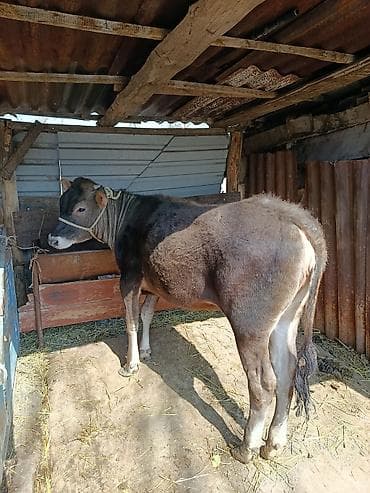 Коровы, быки: Продаю | Тёлка | Для разведения — 1