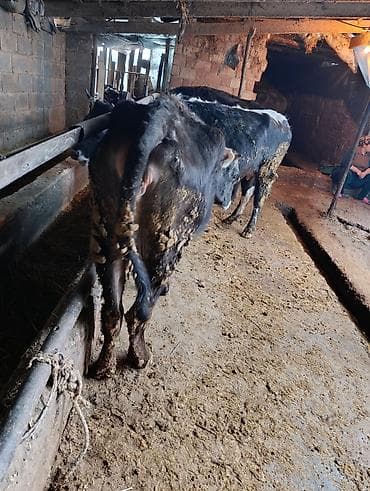 поилки для скота: Продаю | Корова (самка) | Для молока | Привязанные — 2