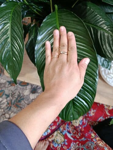 кресло массажер бишкек цена: Спатифиллум «Женское счастье», сорт Гигант. - Высота растения: около — 4