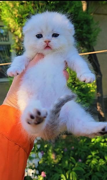 Шиншиллы: Шотландские котята. Scottish fold окрас серебристая шиншилла — 3