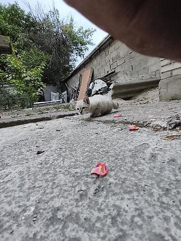 отдам даром комнатные цветы: Это тайская маскарадная гладко шорстная порода котят Отдам даром 1.5 — 5