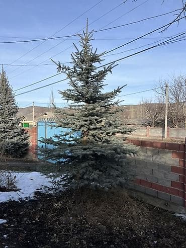 Чарбалык товарлар: Көчөттөр дарактардын: Карагайлар — 4