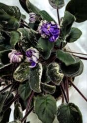 превосходный сорт яблок: В продаже трейлерные (ампельные и кустовые)фиалки: детки, стартеры(от — 25