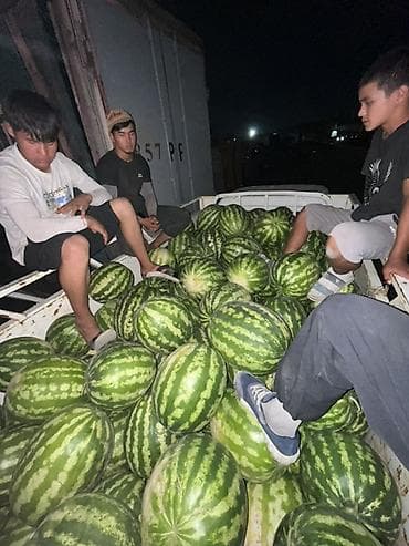 Мөмө-жемиштер: Дарбыздар Дүң — 1