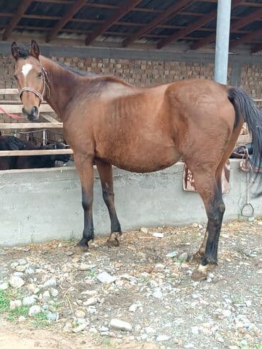 купить собаку доберман в бишкеке: Продаю | Кобыла (самка) | Рабочий — 2