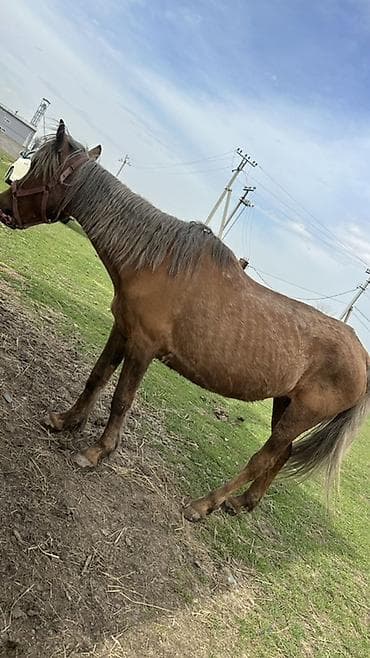 кукуруза месный: Продаю | Жеребец | Рабочий — 2