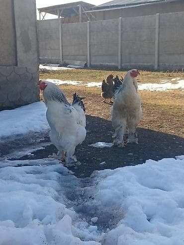 тоок брама: Продаётся петушки брама 1500сом — 2