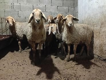 продаю котят бишкек: Продаю | Овца (самка), Ягненок | Гиссарская, Полукровка, Эдильбаевская | На забой, Для разведения, Для шерсти | Племенные, Осеменитель, Матка — 1