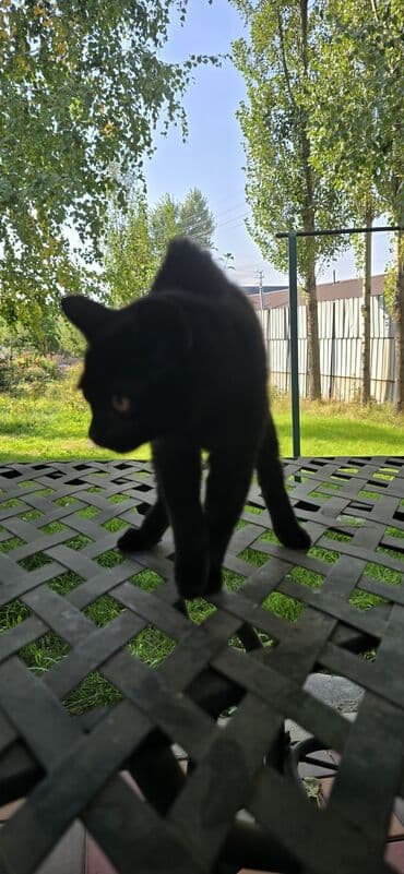 отдам даром вислоухого котенка: Чёрный котёнок - Окрас: однотонный чёрный, блестящая шерсть средней — 9