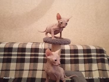 кошки свинкс: Котята Сфинкс трое котят — 1
