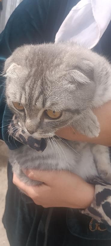 алабай самка: Шотландская вислоухая кошка (Scottish Fold) Срочно продаю породистую — 1
