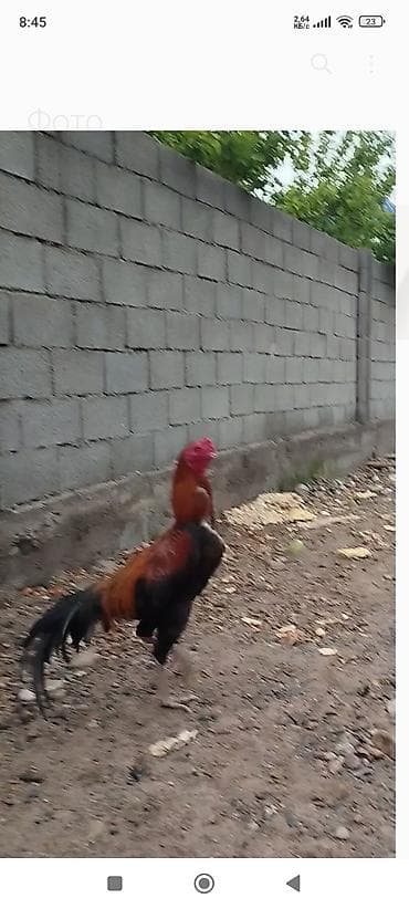 кокер спаниель цена: Продаю | Петух | Бойцовая | Для разведения — 6