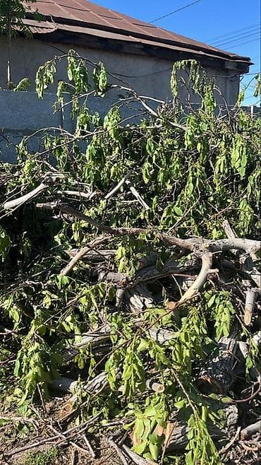 Дрова Самовывоз