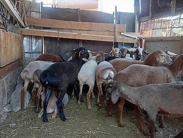 клетки для кур: Продаю | Овца (самка) | Для разведения | Матка — 1
