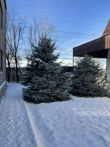 искусственная трава для декора: Ели голубые (Picea pungens), ландшафтные хвойные деревья для участка — 2