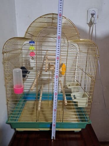 акустические системы atrix колонка в виде собак: Продаю клетку. Высота 70см.Ширина 50*40см.б/у. В хорошем состоянии — 1