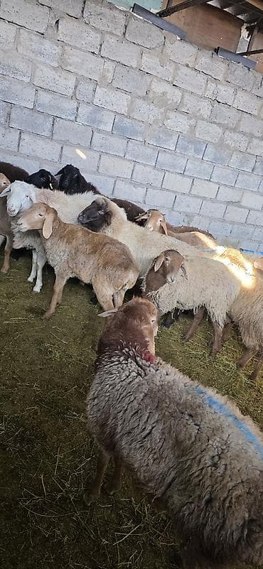 Продаю | Овца (самка) | Для разведения | Матка at lalafo.kg Продаю | Овца (самка) | Для разведения | Матка