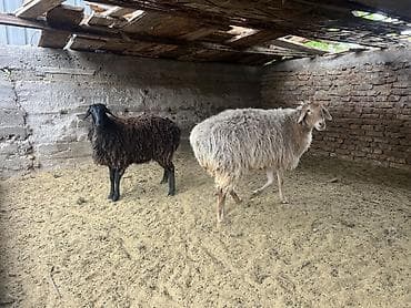 ат минуу: Продаю | Овца (самка) | Для разведения | Матка — 4