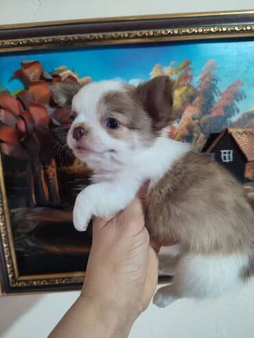 купить чихуахуа девочку: Чихуахуа, 2 месяца, Самец, С родословной — 1