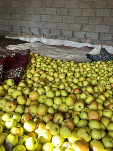 стеллажи для фруктов: Яблоки Оптом — 3