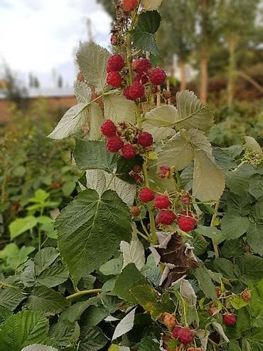 Продаю оптом и в розницу малину ! — 3