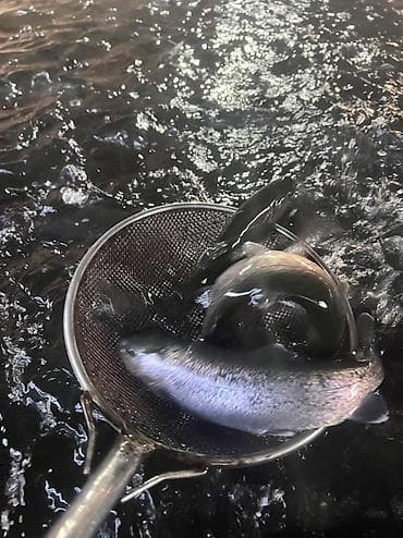 Зоотовары: Форель 85-90 грамм 150 тысяч штук в наличии ! 100 сом. Штука — 1