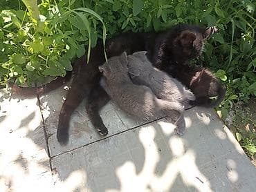 Котята от домашней кошки - Окрас: два серых (пепельных) и два чёрных
