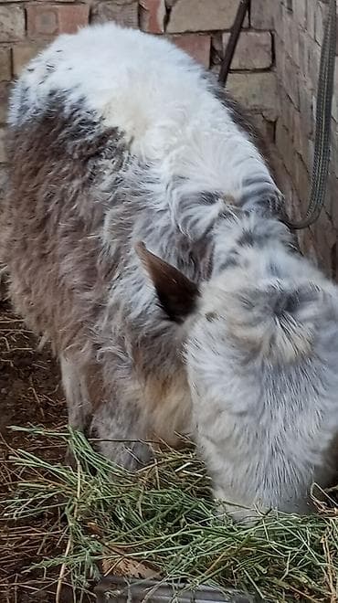бычки швиц: Продаю | Тёлка | На откорм | Привязанные — 4