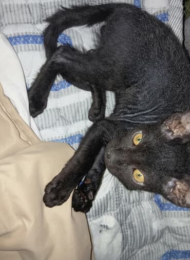 кошка сфинкс с шерстью: 3 месяца, Мальчик, Черный, Приучена к лотку — 1