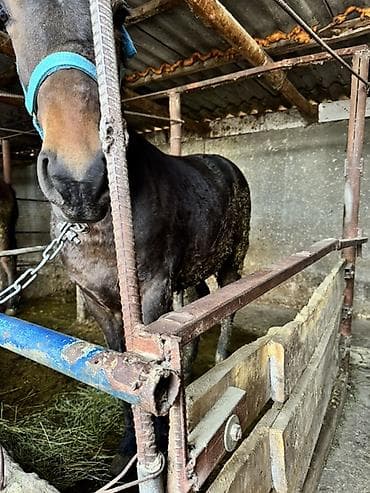 для лошадей: Продаю | Конь (самец) — 3