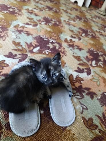 котята британский: Котёнок с окрасом поинт (светлая шерсть с тёмными ушками, хвостом и — 2