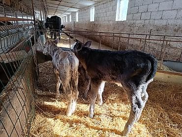 английский байтал: Продаю | Бык (самец), Тёлка, Музоо, торпок | Швицкая, Симментальская | На откорм, Для разведения, Для молока | Искусственник — 8