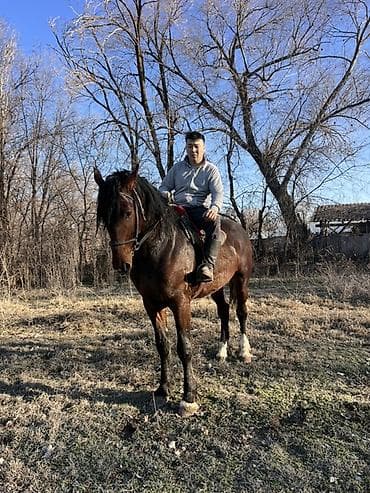 короз сатам: Сатам | Байтал | Көбөйтүү үчүн — 4