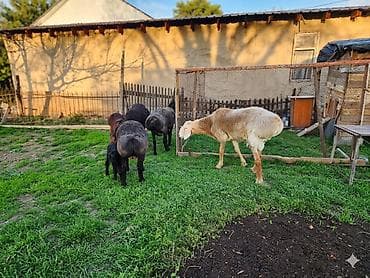 Продаю | Баран (самец) | Арашан at lalafo.kg Продаю | Баран (самец) | Арашан