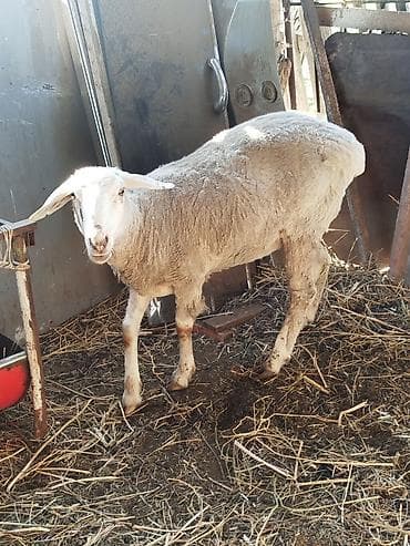 тор рыба: Продаю | Овца (самка) | Для разведения | Матка — 6