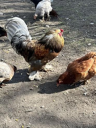 продам курей: Продаю | Петух | Для разведения — 6