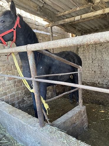 Лошади, кони: Продаю | Кобыла (самка) | Рабочий — 2